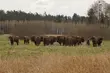 Rośnie nowe pokolenie żubrów