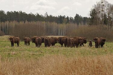 Rośnie nowe pokolenie żubrów