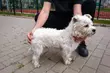 Nowe Miasto. Ukradł psa spod sklepu, potem wystwił go na aukcji