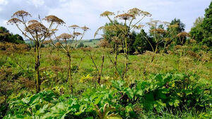 Podlaskie nie walczy z silnie trującym barszczem Sosnowskiego. Rośnie on w Białymstoku
