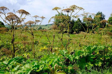 Podlaskie nie walczy z silnie trującym barszczem Sosnowskiego. Rośnie on w Białymstoku