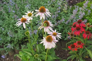 Zachmurzenie zdominuje słońce. Może też zagrzmieć