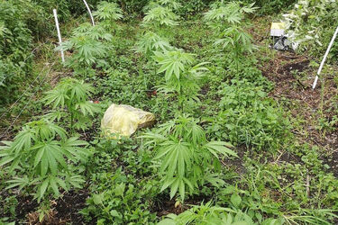 Policjanci zlikwidowali nielegalną plantację konopi. Zatrzymany został 19-latek