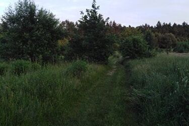 Na jagody czy grzybobranie? Ważne, by bezpiecznie