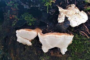 Grzyb lekiem na raka? Badania białostockich naukowców to potwierdzają