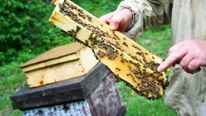 Odkryto naturalny lek na chorobę zakaźną