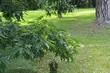 Przed nami ostatni weekend lipca. Ile stopni zanotują termometry?