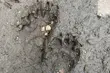 Ten ssak nie ma naturalnych wrogów. Leśniczy natrafił na jego świeże tropy