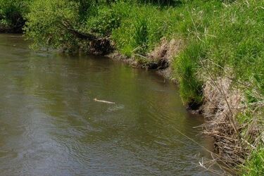 W rzece znaleziono zwłoki. Trwa identyfikacja