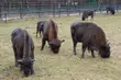 Spotkanie oko w oko z królem puszczy. Jak się zachować?