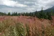 Wrzesień powoli się kończy. Jaką temperaturą nas pożegna?