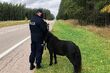 Galopem po drodze wojewódzkiej. Musiała interweniować policja