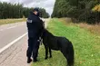 Galopem po drodze wojewódzkiej. Musiała interweniować policja