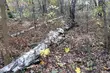 Leśnicy wycinają stare drzewa. Są utrudnienia