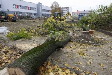 Tną drzewa. Czy to pomoże rozwiązać problem ptasich odchodów?