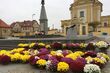 Choroszcz rozdaje chryzantemy. 500 kwiatów do odebrania za darmo