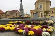 Choroszcz rozdaje chryzantemy. 500 kwiatów do odebrania za darmo