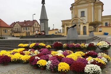 Choroszcz rozdaje chryzantemy. 500 kwiatów do odebrania za darmo