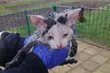 Zwierzęta w tarapatach. Pomocy potrzebowali kot, nietoperz i sokół