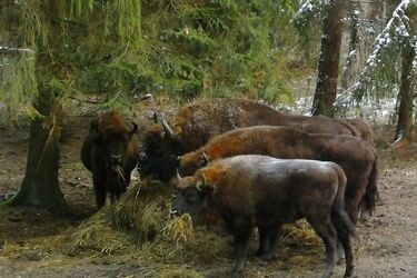 Chodzą do zimowej stołówki. Wiedzą, że mogą liczyć na wsparcie od człowieka