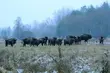 Dokarmianie żubrów. Leśnicy przygotowali się na zimę