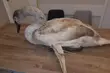 Dokarmianie ptaków. Chleba nie wolno podawać
