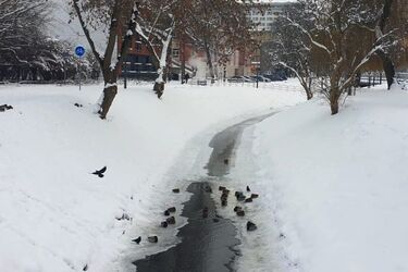 Kolejny mroźny dzień. Prognozowane są lekkie opady śniegu