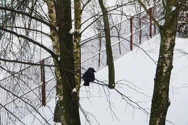 Czas na odwilż. W Białymstoku temperatura nawet do 5°C