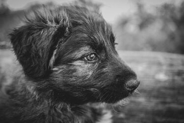 33-latek wyrzucił psa z okna. Nie musi obawiać się aresztu