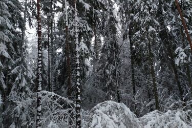 Uwaga na okiść. Lasy są niebezpieczne
