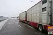 Byki wyprowadzono z ciężarówki. Bo kierowca nie odpoczywał