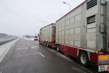 Byki wyprowadzono z ciężarówki. Bo kierowca nie odpoczywał