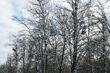 Wycinka w Parku Lubomirskich. Gałęzie i konary mogą zagrażać życiu