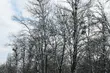Wycinka w Parku Lubomirskich. Gałęzie i konary mogą zagrażać życiu