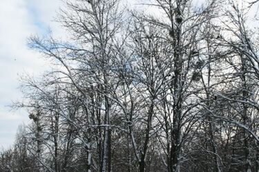 Wycinka w Parku Lubomirskich. Gałęzie i konary mogą zagrażać życiu