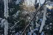 Tylko nieco cieplejszy weekend. W Białymstoku siarczysty mróz odpuści