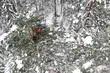 Szyszki wyjechały. Wrócą jako młode sadzonki