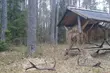 Akcja 