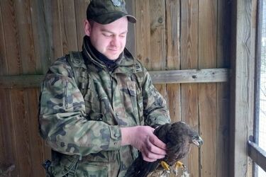 Drapieżny ptak znaleziony na podwórku. Czeka go rekonwalescencja