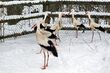 Bociany po przejściach zostaną na Podlasiu. Zoo ich nie przyjęło