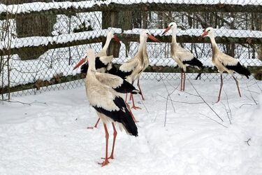 Bociany po przejściach zostaną na Podlasiu. Zoo ich nie przyjęło
