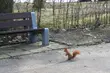 Pogoda na piątek. Będzie śnieg, a w nocy przymrozek