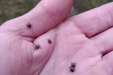 Małe ukąszenie, a może być duży problem. Kleszcze w natarciu