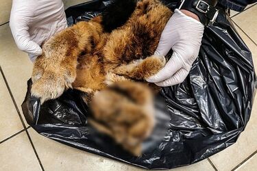 W zamrażarce trzymał skórę rysia z Puszczy Knyszyńskiej