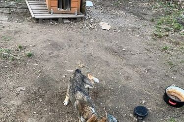 Mikołajek był niedożywiony i skrajnie wyczerpany. W końcu trafił pod właściwą opiekę