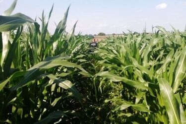 Nagi złodziej schował się w kukurydzy