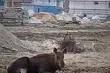 Zrobił to na środku placu budowy