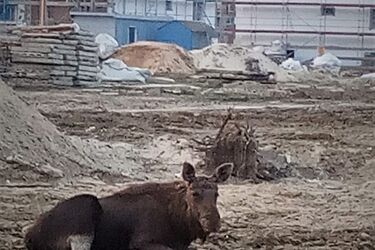Zrobił to na środku placu budowy