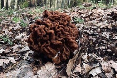 Kształtem przypomina orzech włoski lub mózg. Uważaj, gdy natrafisz na nią w lesie