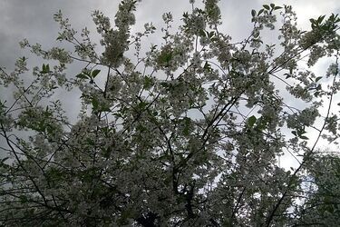 Tak zmiennej majowej pogody nie było od lat. Czy początek weekendu będzie cieplejszy?